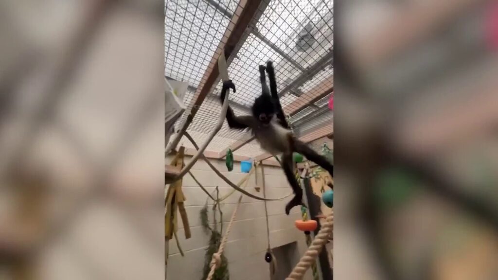 Adorable spider monkey rescued from drug bust settles into new life at Oakland Zoo
