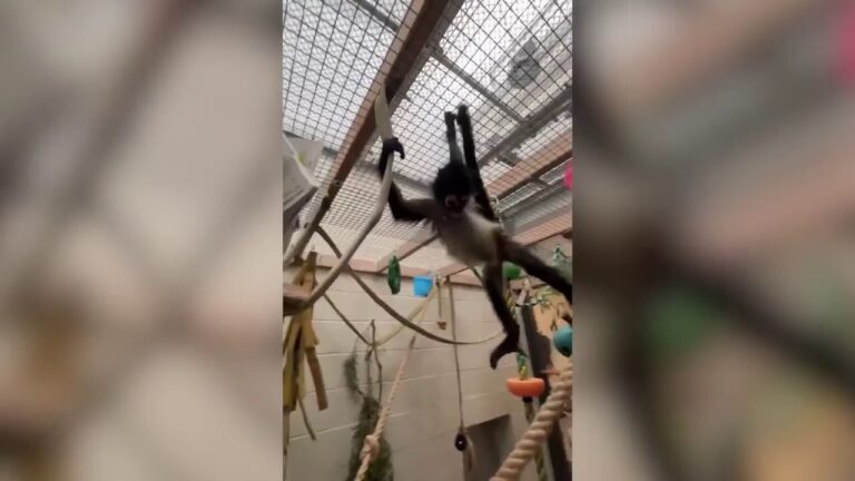 Adorable spider monkey rescued from drug bust settles into new life at Oakland Zoo