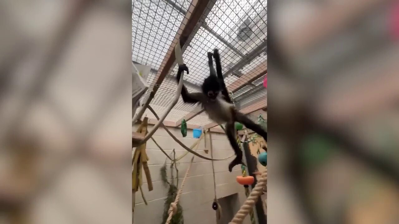 Adorable spider monkey rescued from drug bust settles into new life at Oakland Zoo