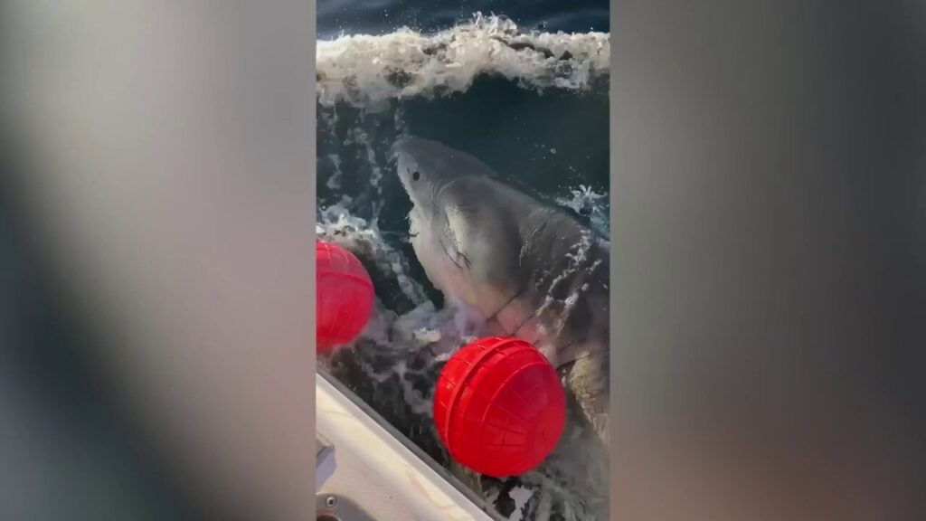 Massive Atlantic great white shark tracked heading to tourist-filled US coast