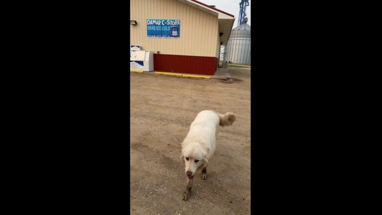 Dog walks 5 miles overnight in search of breakfast burrito from corner store