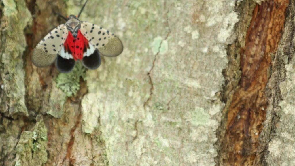 Spotted lanternfly population could surge this summer, experts warn