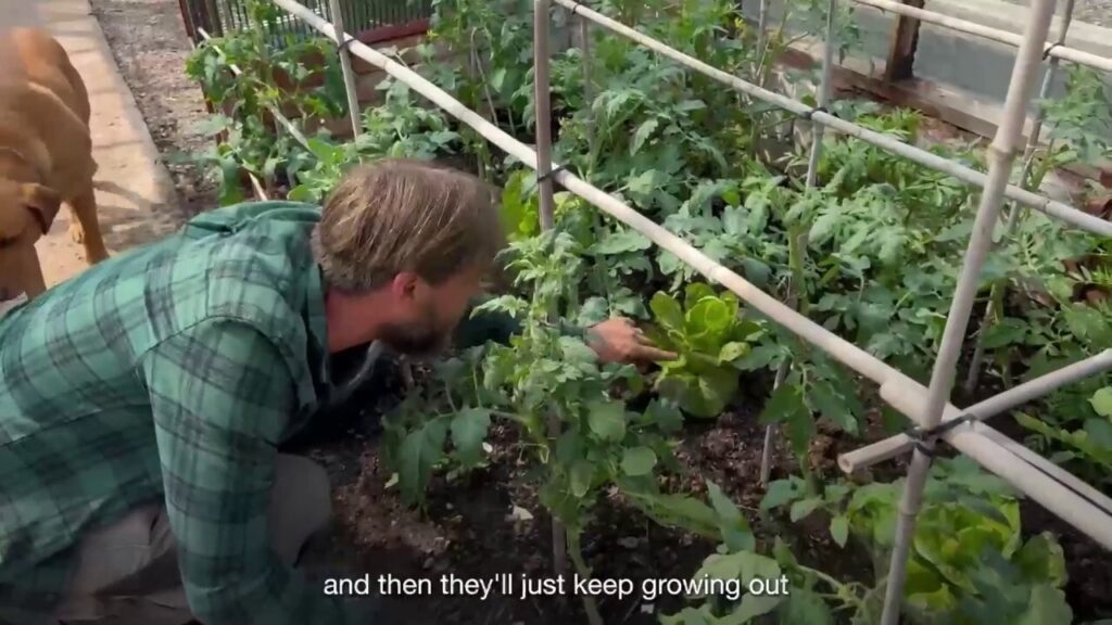 Tips for growing food in your own backyard from a gardener