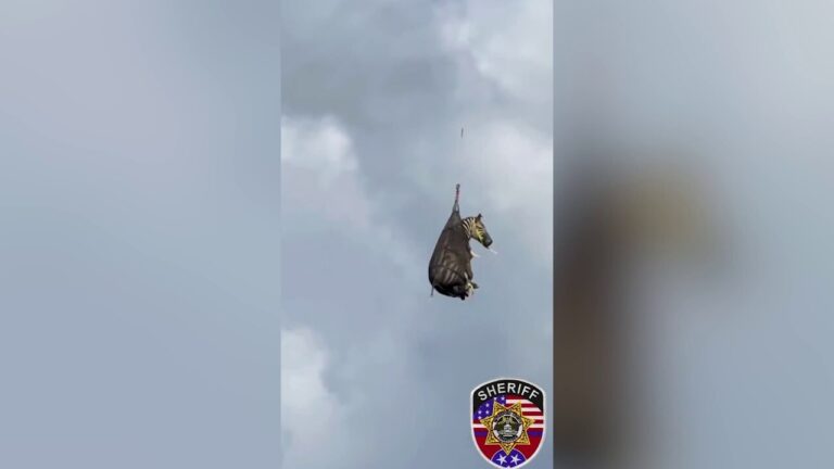 Escaped pet zebra rescued by helicopter after 8-day search in Tennessee