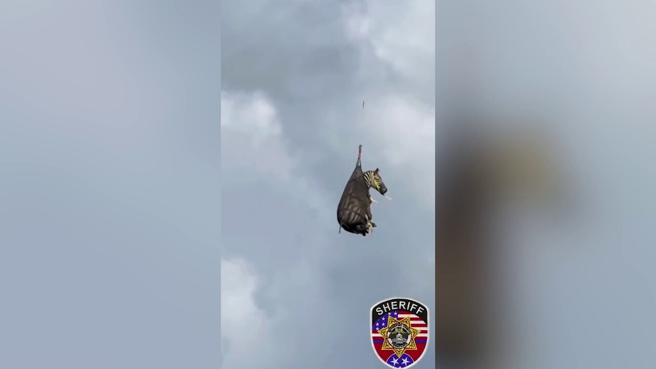 Escaped pet zebra rescued by helicopter after 8-day search in Tennessee