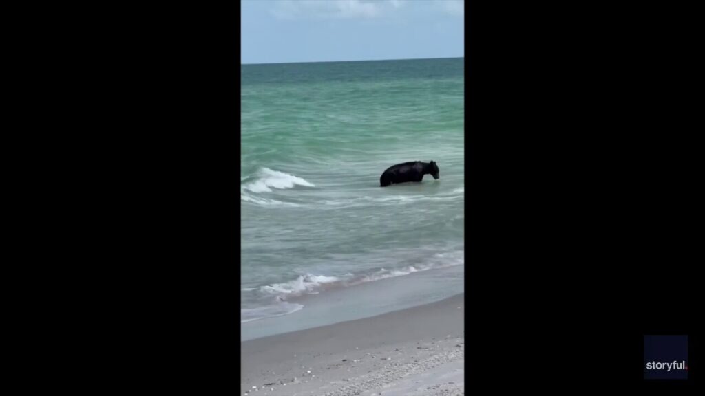 'Mom, run!': Mother and son spot bear swimming in water at Naples, Florida