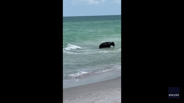 'Mom, run!': Mother and son spot bear swimming in water at Naples, Florida