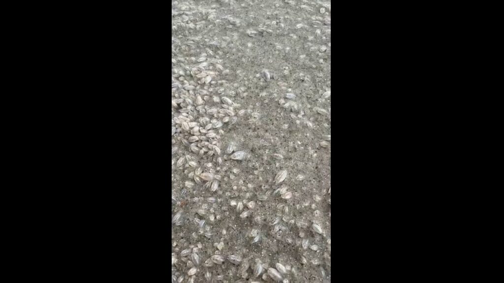 'It was crazy!': Beachgoers shocked as sand fleas swarm Florida beach