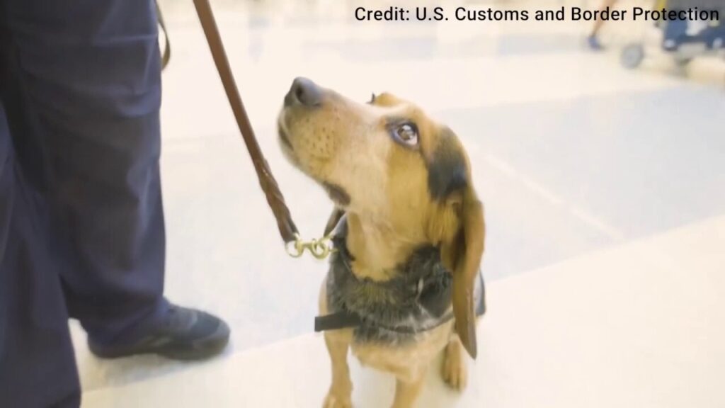 Sniffing out threats: Freddy of the CBP Beagle Brigade on duty at Dulles airport
