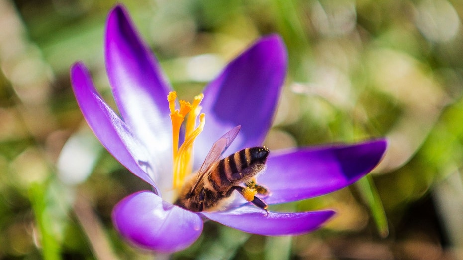 Massive bee swarm sends three people to hospital in critical condition, 24 injured