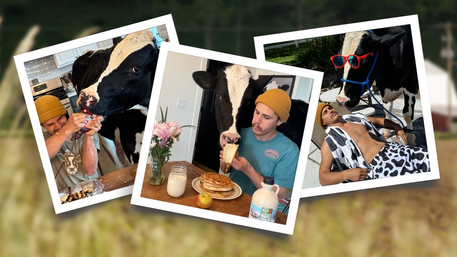 The coolest cow online is parlaying pancakes into internet fame