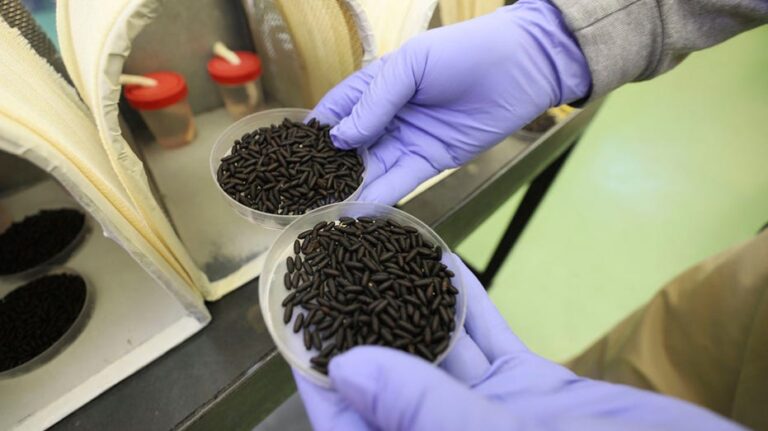 Federal government plans to air-drop sterile flies over Texas to fight flesh-eating maggots