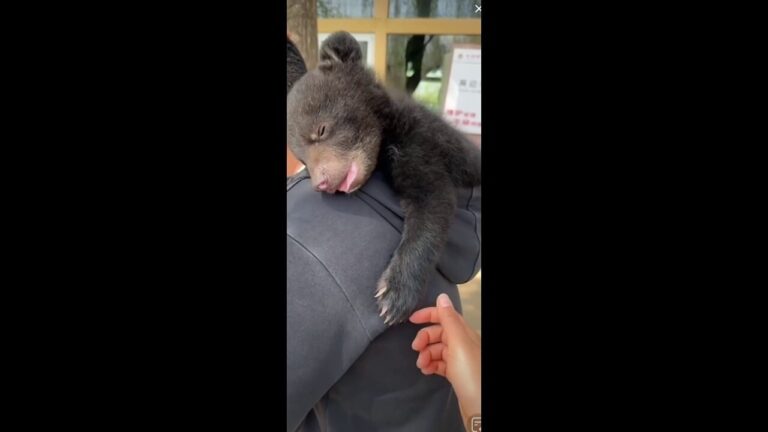 Bear cub cuddles up and naps peacefully in owner's hoodie in sweet scene