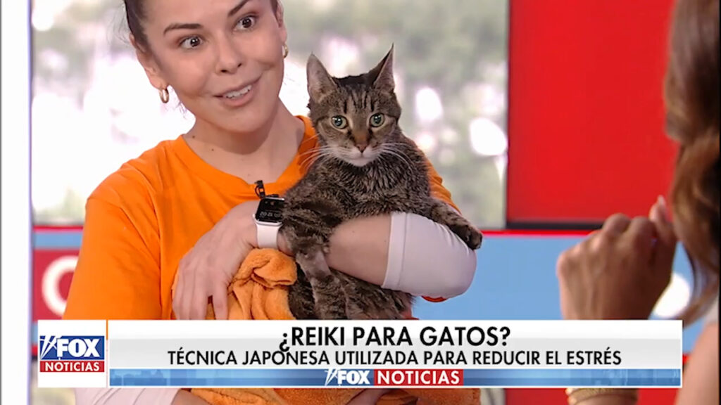 ¿Reiki para gatos?