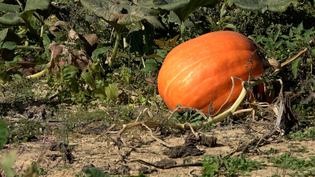 Drought conditions across the U.S. hurt pumpkin harvest