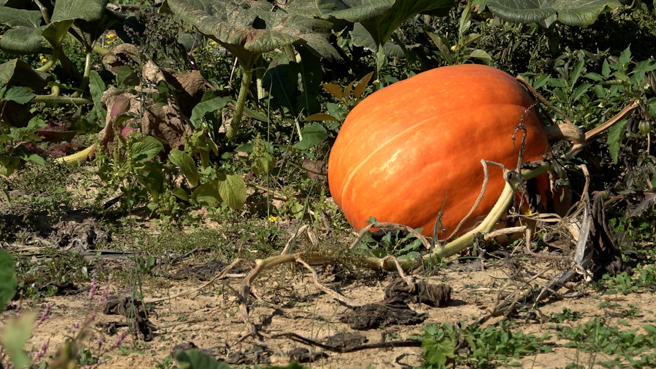 Drought conditions across the U.S. hurt pumpkin harvest