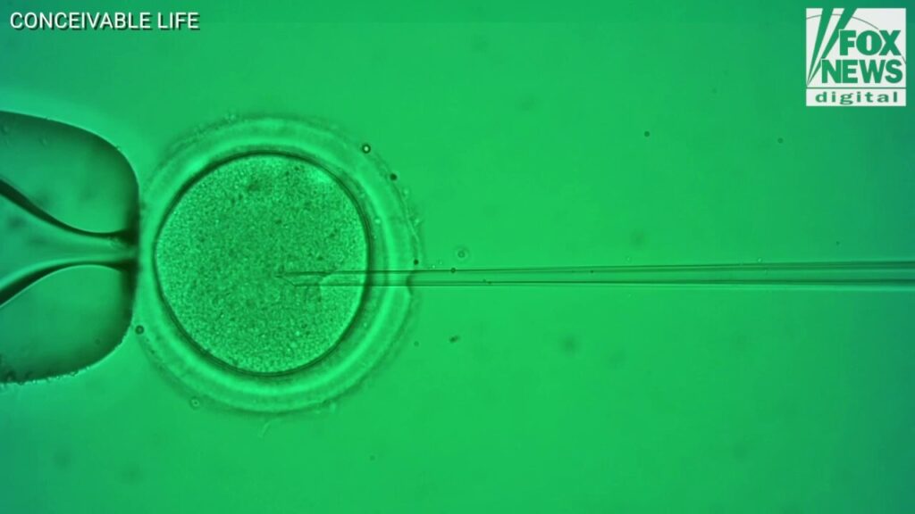 AI could increase fertility chances with high-tech IVF, expert reveals