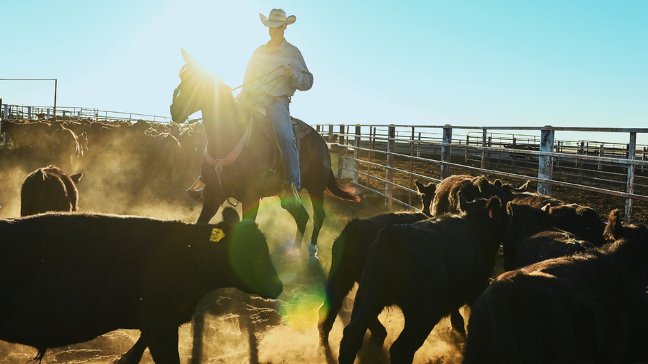 Trump's beef import plan ignores key issue squeezing American cattle ranchers