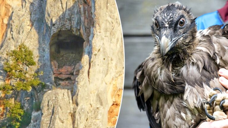 Medieval shoe found in vulture nest reveals centuries-old secrets in European mountain caves