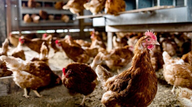 Bird flu cases on the rise, as illness confirmed at Georgia commercial poultry farm