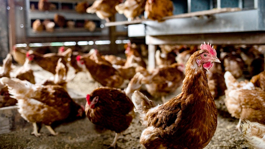 Bird flu cases on the rise, as illness confirmed at Georgia commercial poultry farm