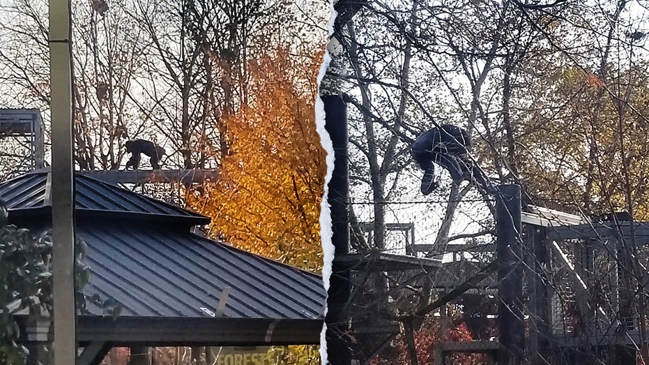 Chimpanzee escapes from Indianapolis Zoo enclosure, triggering emergency lockdown