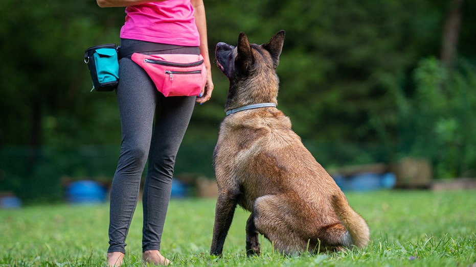 Dogs for diabetes patients detect deadly blood sugar crashes before medical devices, families claim