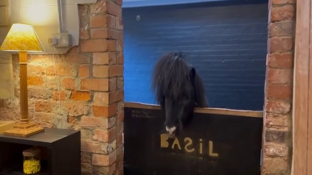 Miniature pony Basil offers a warm welcome to visitors of this unique retreat