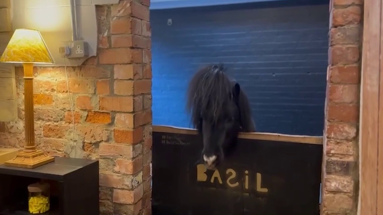 Miniature pony Basil offers a warm welcome to visitors of this unique retreat