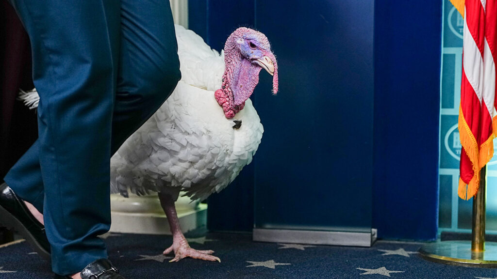 WATCH LIVE: President Trump and first lady Melania pardon turkeys for Thanksgiving