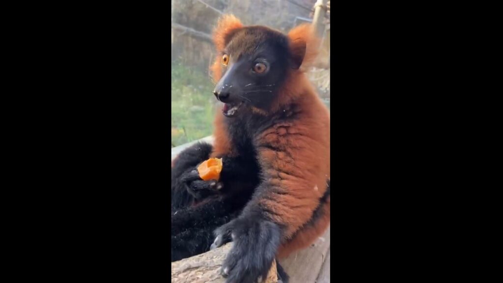 Baby lemur charms visitors while munching on fruity snack at Kansas City Zoo