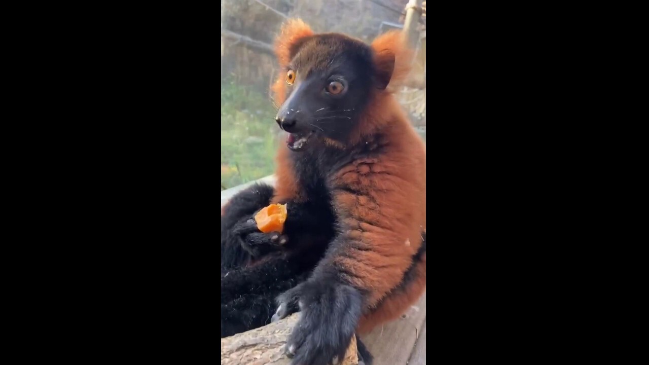 Baby lemur charms visitors while munching on fruity snack at Kansas City Zoo