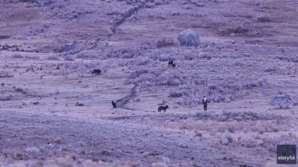 Man caught on video allegedly provoking Yellowstone wolves