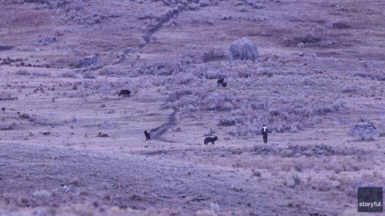 Man caught on video allegedly provoking Yellowstone wolves