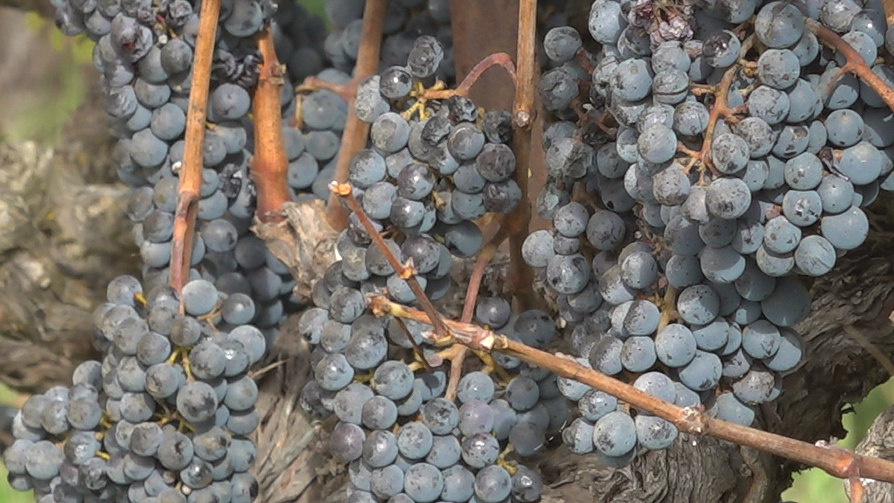 Tariffs push U.S. wine industry into uncertain territory