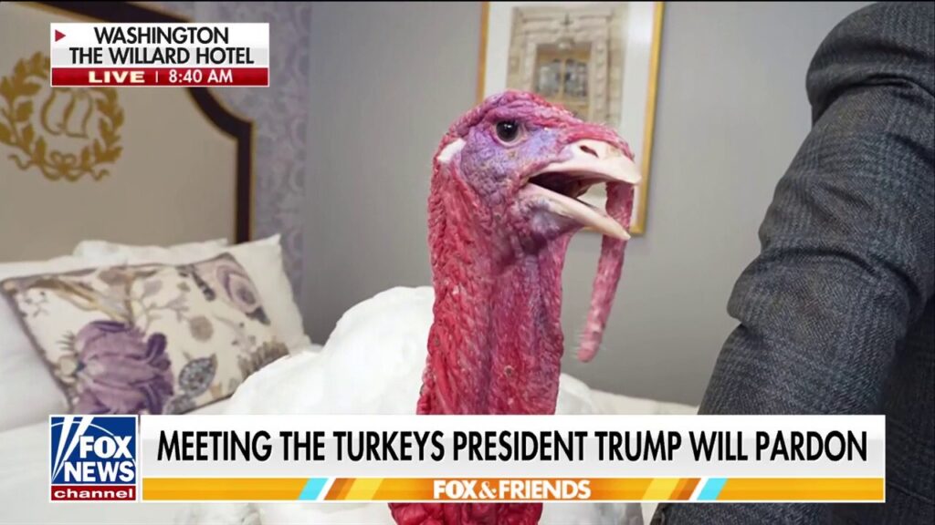 Steve Doocy goes behind-the-scenes before Trump’s turkey pardon