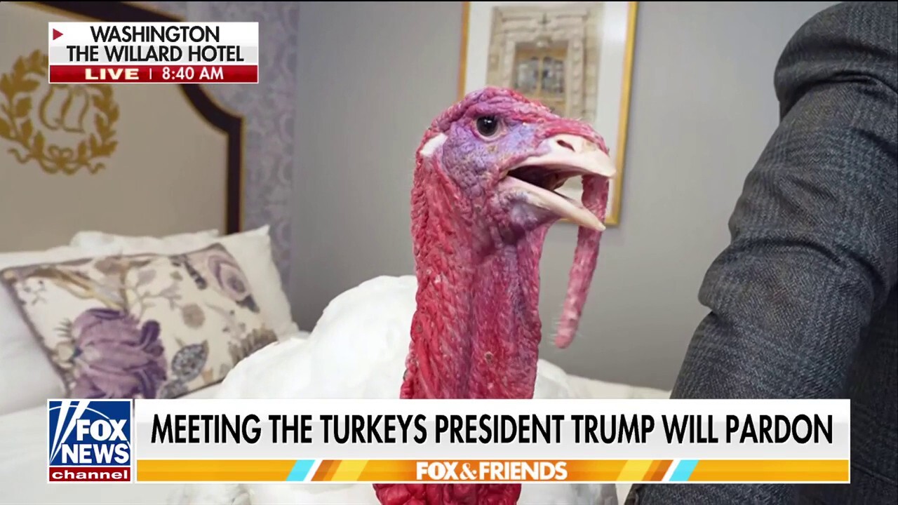 Steve Doocy goes behind-the-scenes before Trump’s turkey pardon