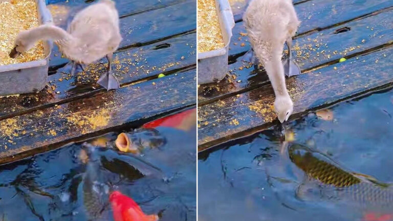 Baby goose appears to 'feed' hungry fish in heartwarming lake moment