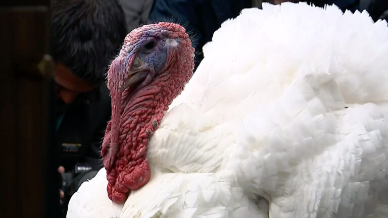 WATCH LIVE: White House welcomes turkeys to briefing room ahead of Trump's pardon