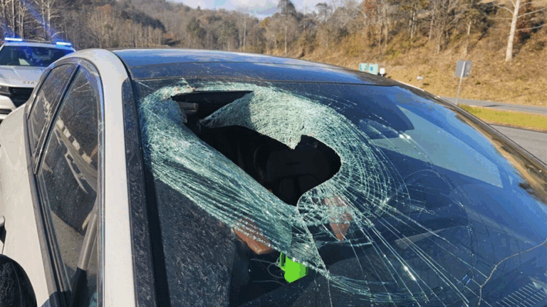 North Carolina driver says bald eagle dropped cat through her windshield: 'You may not believe me'