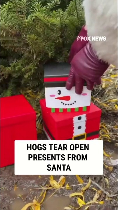 HAPPY HOG-IDAYS: Guinea hogs open presents from Santa