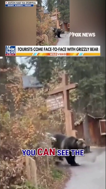 WATCH: Hikers come FACE TO FACE with GRIZZLY BEAR