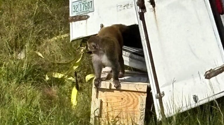 'Forrest,' the last escaped monkey from Mississippi highway crash, finds new life at New Jersey sanctuary