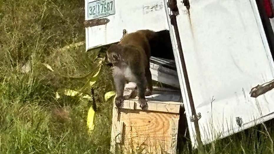 'Forrest,' the last escaped monkey from Mississippi highway crash, finds new life at New Jersey sanctuary