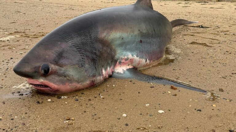 Massive 14-foot shark dies after being stranded on Massachusetts beach during migration