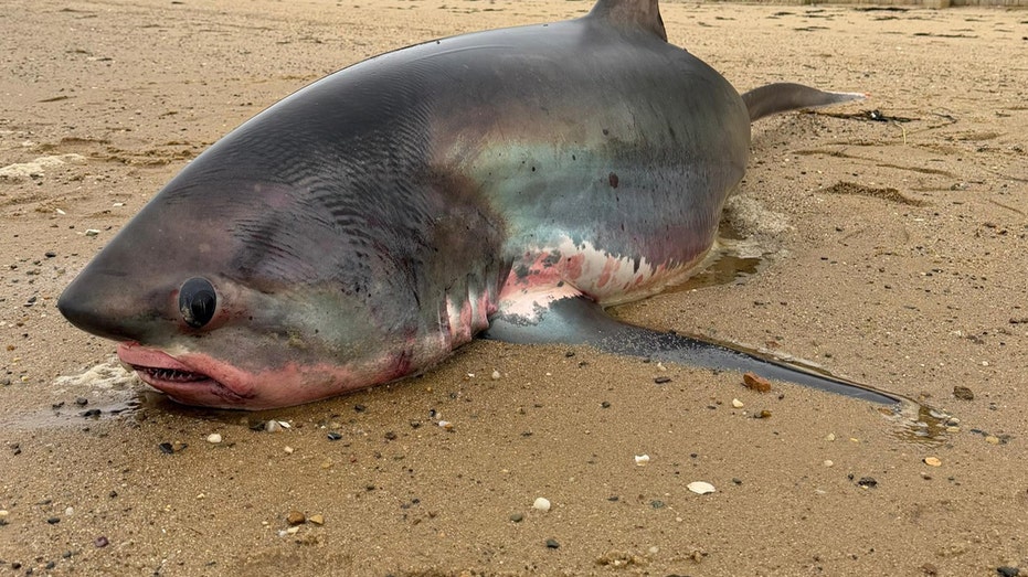 Massive 14-foot shark dies after being stranded on Massachusetts beach during migration
