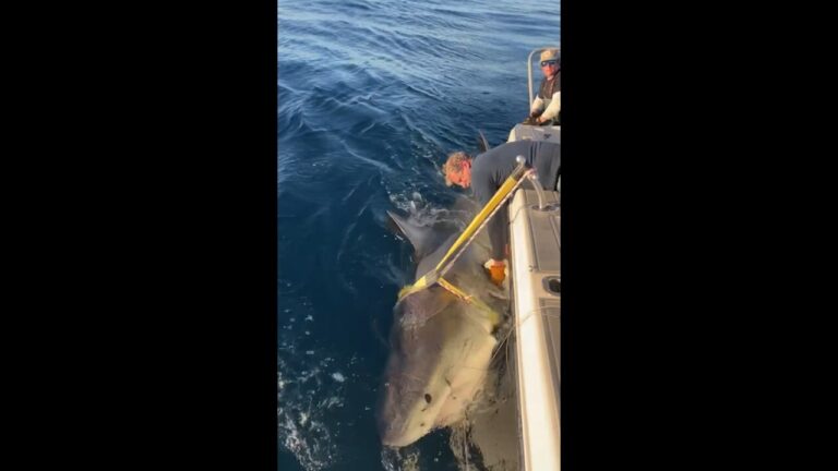 On one-year tagging milestone, the largest Atlantic white shark returns to Florida waters