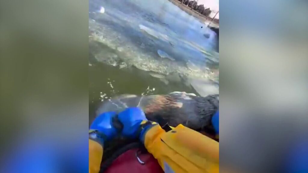 Rescue teams save dog trapped in icy waters after frozen lake gives way