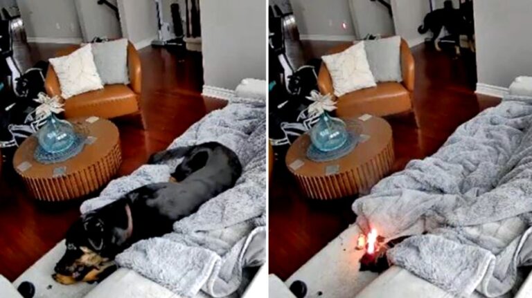 Family dog rescued after chewing battery-powered heated glove, sparking house fire