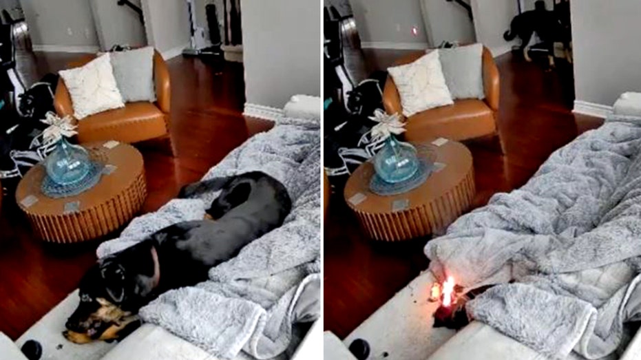 Family dog rescued after chewing battery-powered heated glove, sparking house fire
